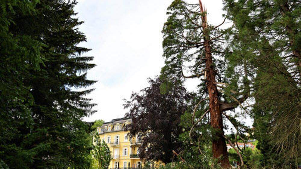 Der Mammutbaum in Bad Gleichenberg wurde bei einem Gewitter vom Blitz getroffen