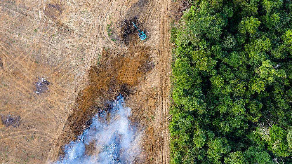 Der Amazonas-Regenwald ist von Abholzung bedroht