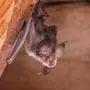 kleine hufeisenfledermaus