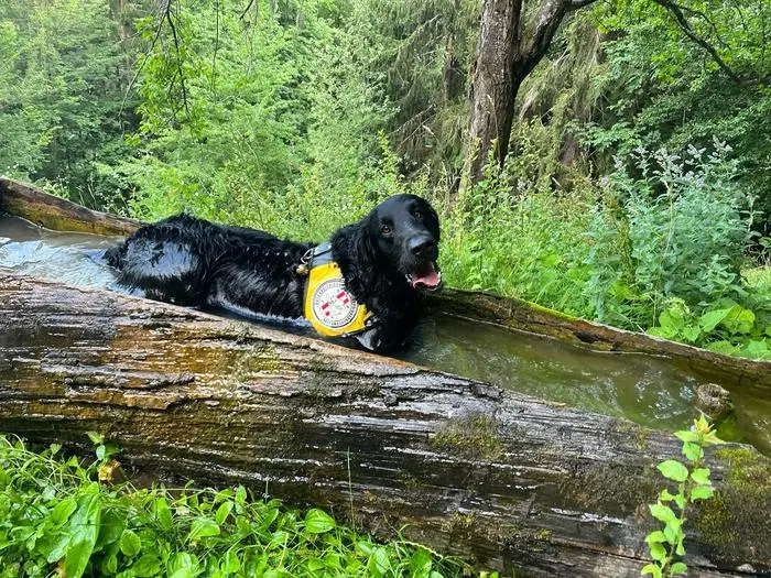 Die Hitze erschwert die Suche für Hund und Mensch