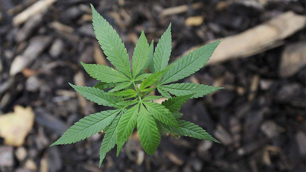 Die Beamten stellten unter anderem zwei Cannabispflanzen sicher (Sujetbild)