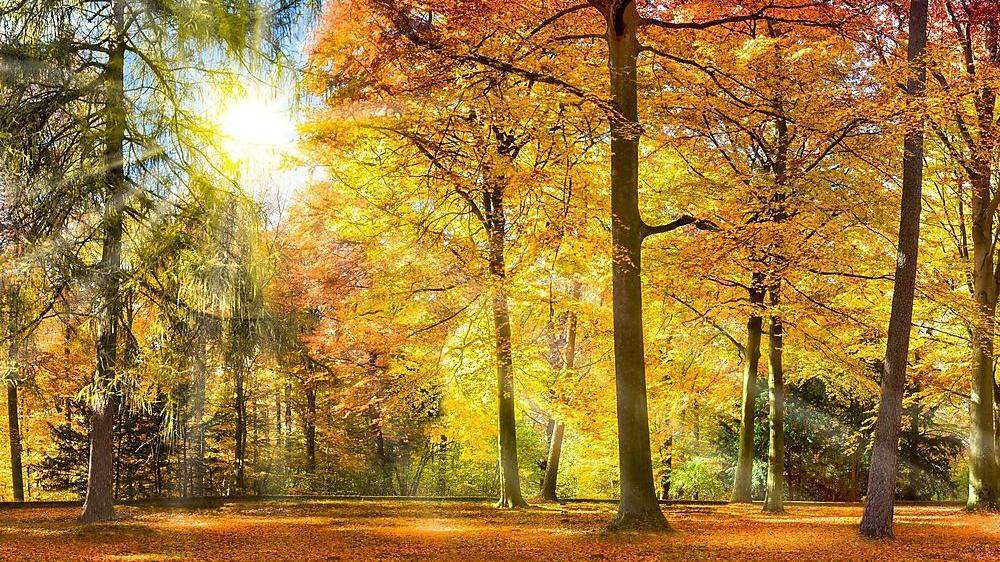 Märchenhafte Herbstwälder