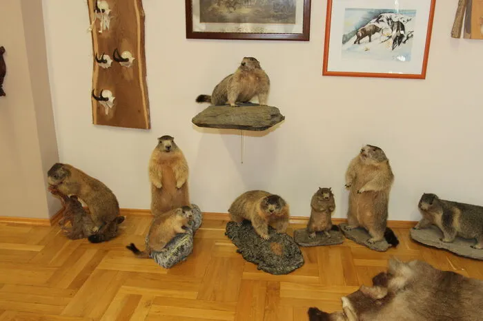 und viele andere Wildtiere zu sehen.
