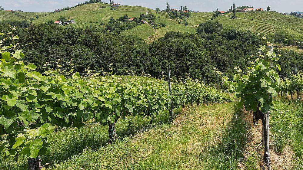 Weinkulturen wurden beim jüngsten Unwetter im Raum Deutschlandsberg massiv beschädigt (Sujetebild)