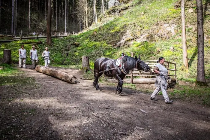 Noriker sind auf der Burgbaustelle im Einsatz
