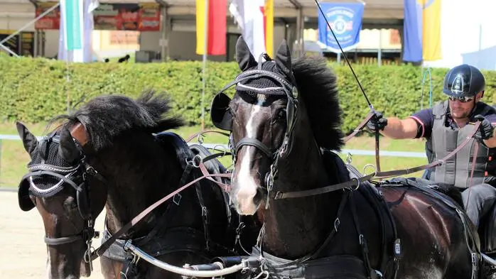 Viel Action, Tempo, Präzision und meisterhafte Fahrkunst erlebten die vielen Besucher an den ersten zwei Wettkampftagen des traditionellen Gespannfahrturniers im Bereich des Lipizzanergestüts Piber im weststeirischen Köflach.