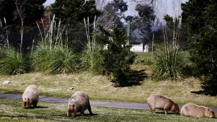Die Natur schlägt zurück: In Argentinien haben Hunderte Wasserschweine eine Luxussiedlung okkupiert.