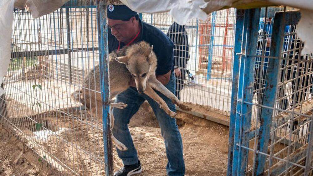 47 Zootiere aus Gazastreifen gerettet