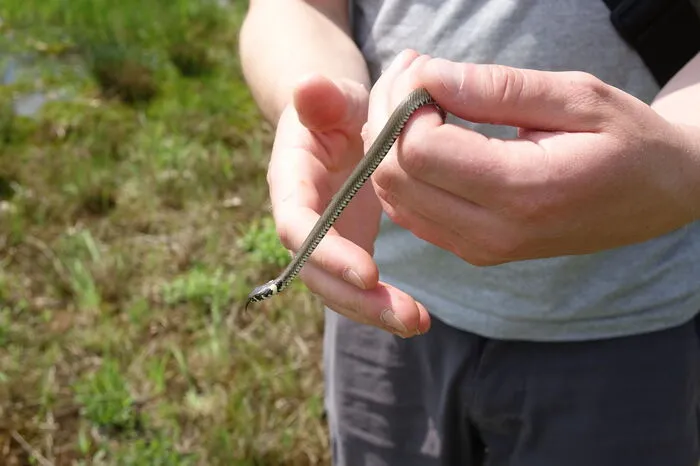 Auch andere Tiere wie Gelbbauchunken, Alpenkammmolch, Eidechsen oder Springfrösche finden sich auf den Ausgleichsflächen...