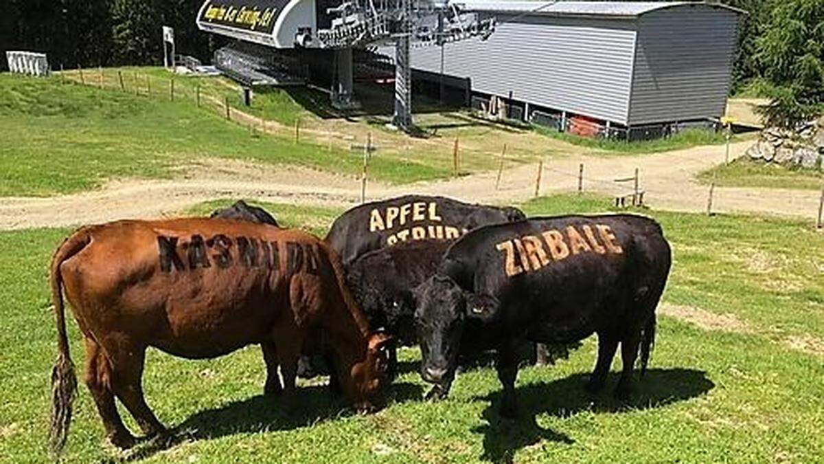 Seit Jahren sind die Kühe als &quot;lebende Speisekarten&quot; auf der Alm unterwegs