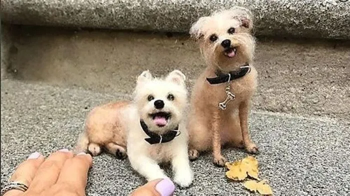 Hundebesitzer in den USA können ihre Haustiere von einer Designerin in Miniaturform verewigen lassen. Linda Facci benötigt als Vorlage nur ein Foto, um Hunde aus verfilzter Schafs- und Lammwolle in wenigen Zentimetern Größe nachzubilden.