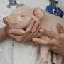 Ein junges Ferkel wird von einer Veterinärärztin gehalten. Die Schweinepest ist für die Tiere lebensbedrohlich.