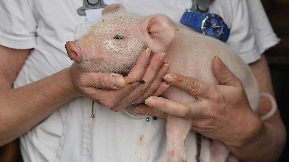 Ein junges Ferkel wird von einer Veterinärärztin gehalten. Die Schweinepest ist für die Tiere lebensbedrohlich.