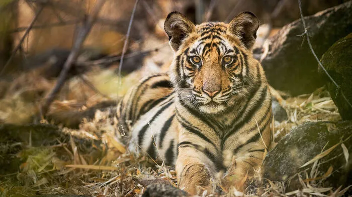 Dynasties - Der Clan der Tiere. Tiger