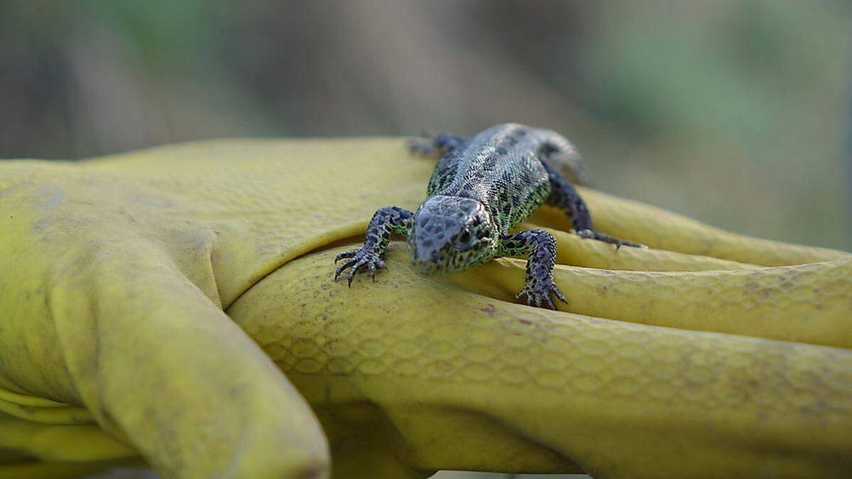 Auch Eidechsen zählen zur Familie der Reptilien