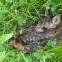 Dieses kleine Rehkitz wurde vor dem "Mähtod" bewahrt 