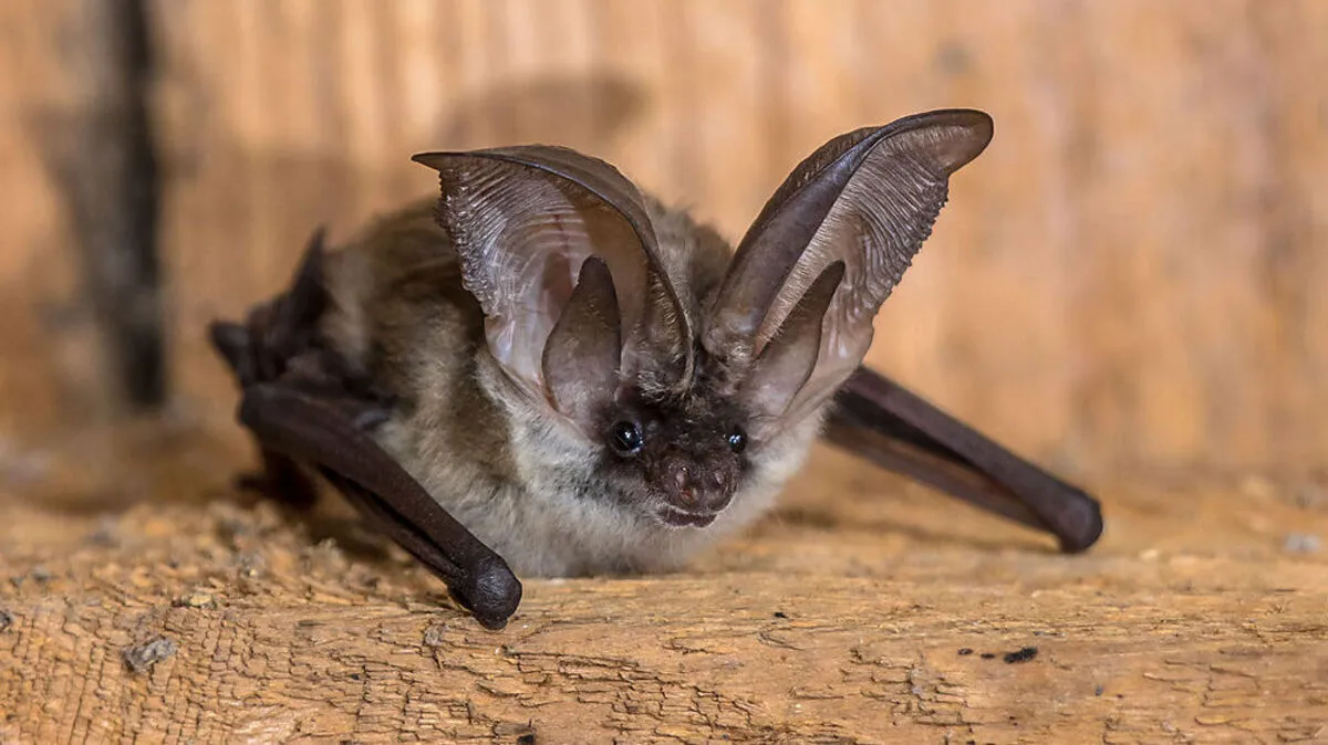Über 1400 Fledermausarten gibt es weltweit