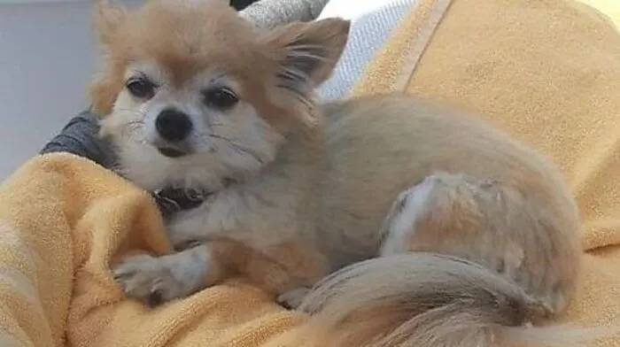 "Coco" wird von seiner Familie verzweifelt gesucht.