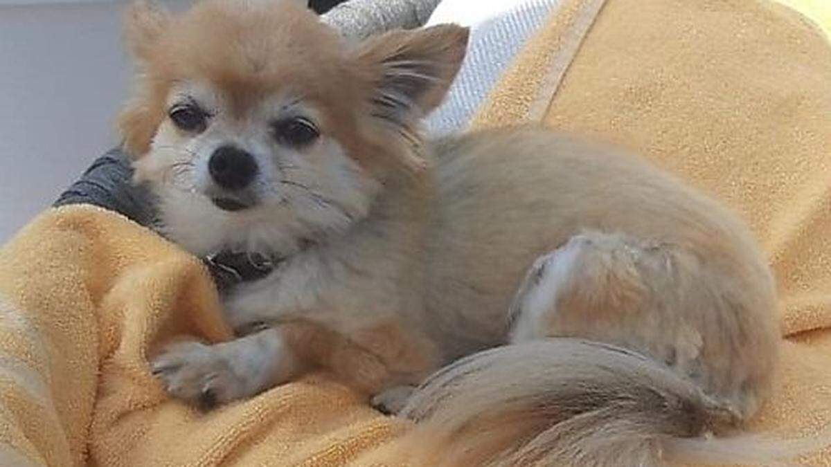 &quot;Coco&quot; wird von seiner Familie verzweifelt gesucht.