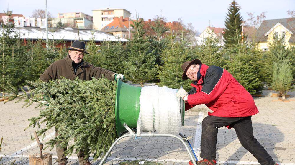 Josef Rotter (links) und Gerhard Plesnik verkaufen ihre Christbäume auch in Klagenfurt