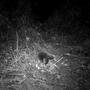 Wiederentdeckt nach 60 Jahren | Auf den Aufnahmen einer Nachtsichtkamera war der Attenborough-Langschnabeligel zu sehen