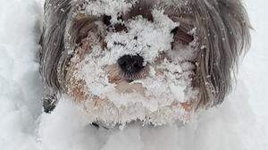 Hund Chester hat Spaß im Schnee