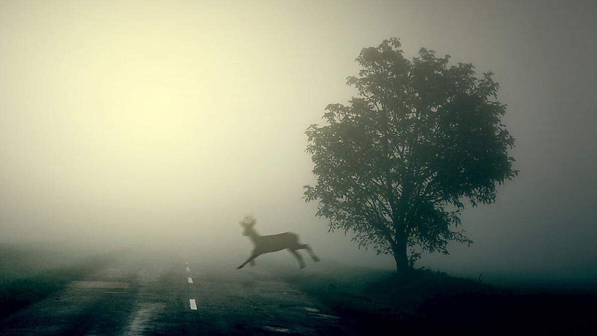 Rehe querten die Fahrbahn (Symbolbild)