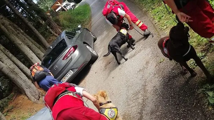 Rettungshunde sollen den Vermissten aufstöbern 