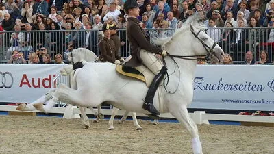Die klassische Reitkunst ist internationales Weltkulturerbe der Unesco