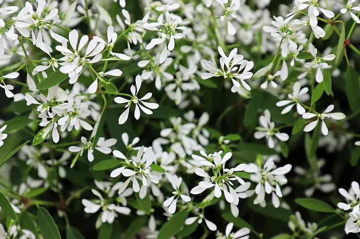 Der Zauberschnee (Chamaesyce hypericifolia) bildet von April bis Oktober hübsche weiße Blütenwölkchen. Die fragil anmutende Pflanze ist aber hart im Nehmen, resistent gegen Hitze und Trockenheit, auch muss man Verblühtes nicht ausputzen.