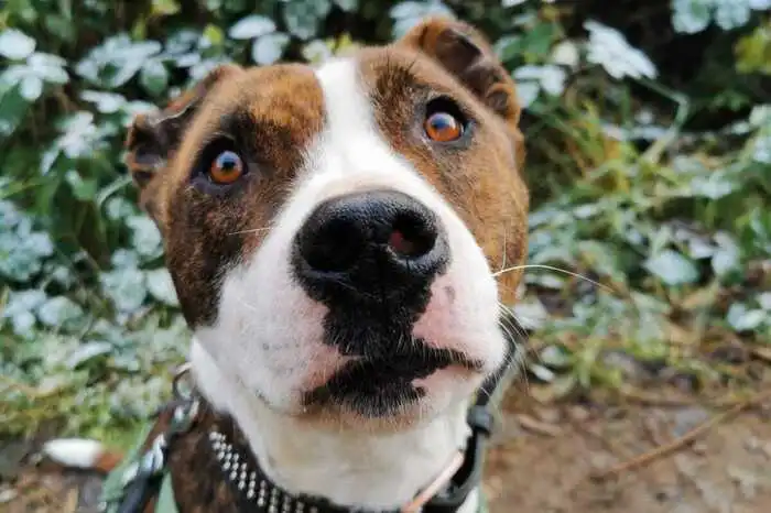 Amstaff, 2017
Freddie ist ein selbstbewusster Hund.
Mit hocherhobenem Kopf geht er durch die Welt.
Er geht er brav spazieren und trägt auch den Maulkorb brav. Er mag keine Hunde und Katzen. Im Rudel geht er aber brav spazieren!
Er bräuchte eine fixe Bezugsperson, die mit ihm konsequent trainiert, damit er ein Traumhund werden kann. Ein Ein-Personen-Haushalt wäre ideal, da er einen ausgeprägten Beschützerinstinkt hat.