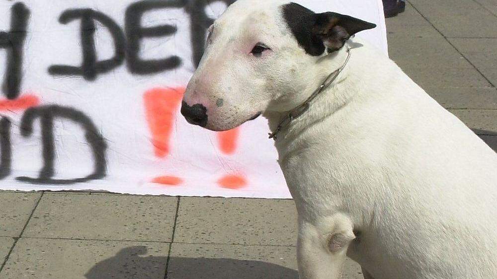 Behörde nahm Halterin in Graz ihre zwei Pitbull Terrier ab.