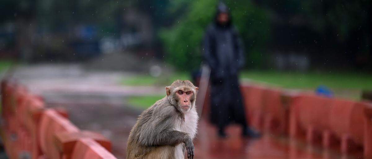Affen sind überall in der indischen Hauptstadt Neu Delhi.