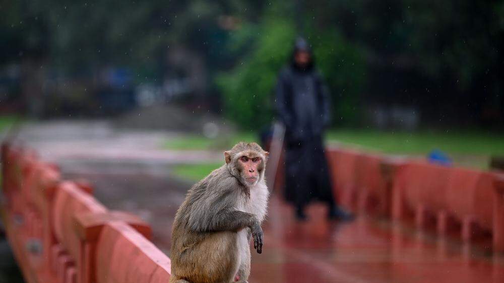 Affen sind überall in der indischen Hauptstadt Neu Delhi.