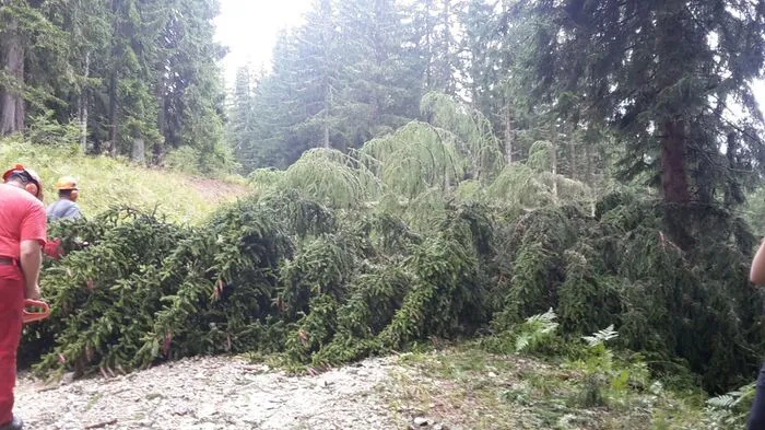 Nach einem heftigen Strum am 10. August gibt es im Gail-, Gitsch- und Drautal über 370.000 Festmeter Schadholz. Alle betroffenen Gebiet wurden zu forstlichem Sperrgebiet erklärt. Beim Aufräumen geben sich Forstarbeiter in große Gefahr.