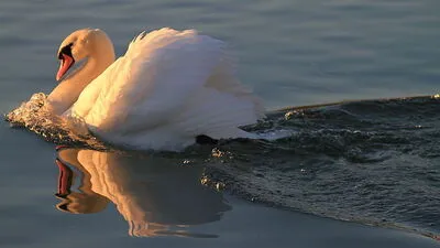 Der Höckerschwan