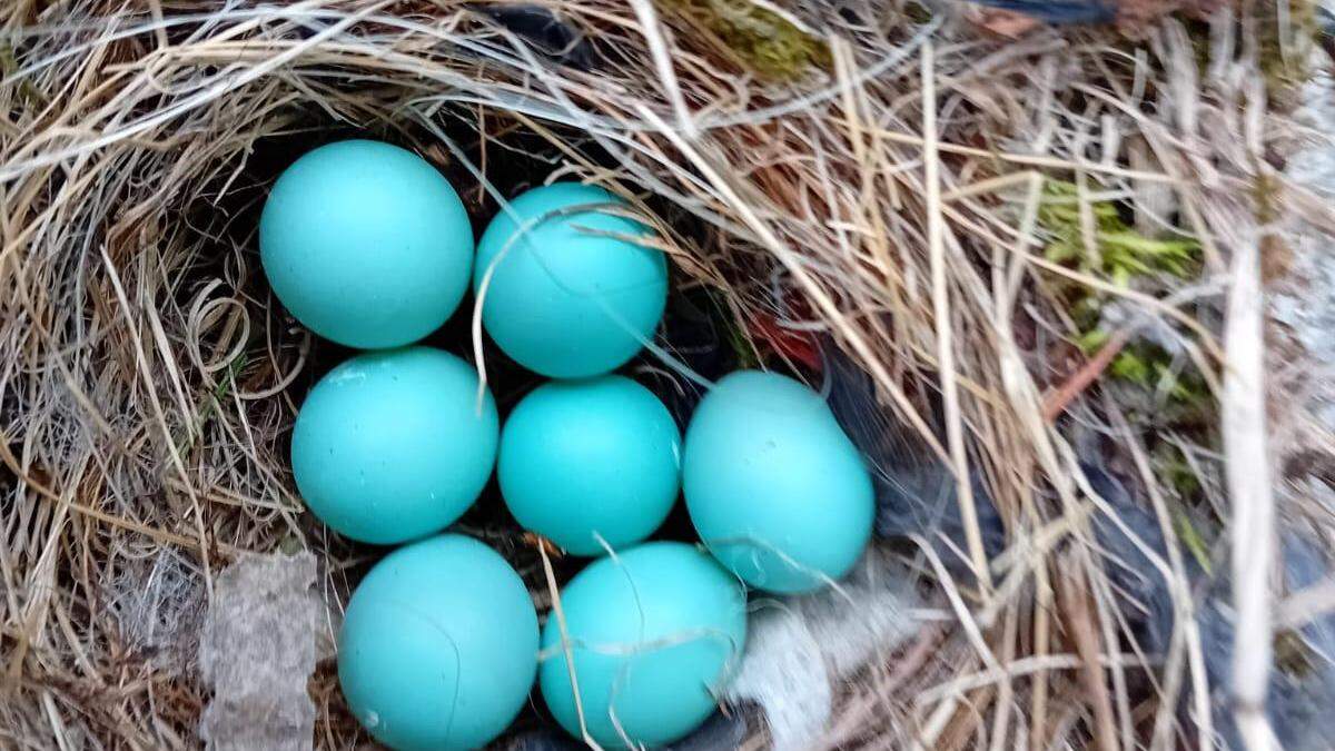 Dieses Nest hat Wilhelm Winkler zwischen Holzscheitern entdeckt