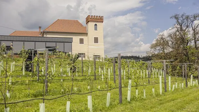 Schloss mit Weingarten