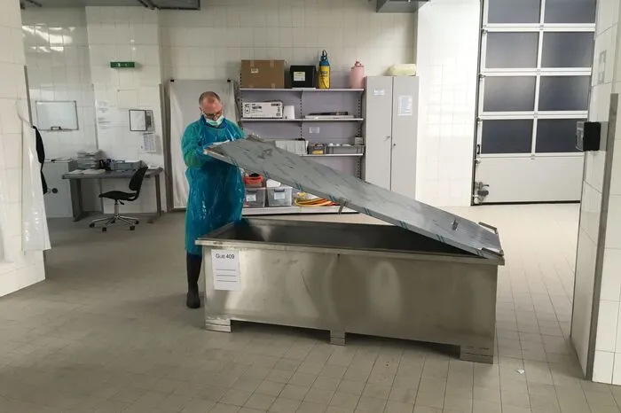 In der Körperspenderabteilung werden die Leichen angeliefert und sofort mit einer Formalininjektion konserviert, um auf die Plastination vorbereitet zu werden. Dann werden die Körper präpariert, das heißt es werden Muskel und Organe von Bindegewebe freigelegt. Es folgt ein Bad in tiefgekühltem Azeton, um das Wasser aus dem Körper zu lösen, dann ein Bad in warmem Azeton, um auch die wasserlöslichen Fette zu entfernen (jeweils 6 bis 8 Wochen). Schließlich kommt das Präparat in ein Silikonbad in einer Vakuumkammer. Das Azeton entweicht durch den Unterdruck aus den Gefäßen, das Silikon dringt in die Gefäße ein und plastifiziert die Körper.