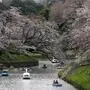 Menschen fahren mit Booten auf dem Chidorigafuchi, einem der Gräben um den Kaiserpalast, während der Kirschblüte in Tokio.