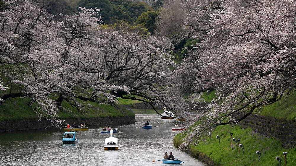 Menschen fahren mit Booten auf dem Chidorigafuchi, einem der Gräben um den Kaiserpalast, während der Kirschblüte in Tokio.