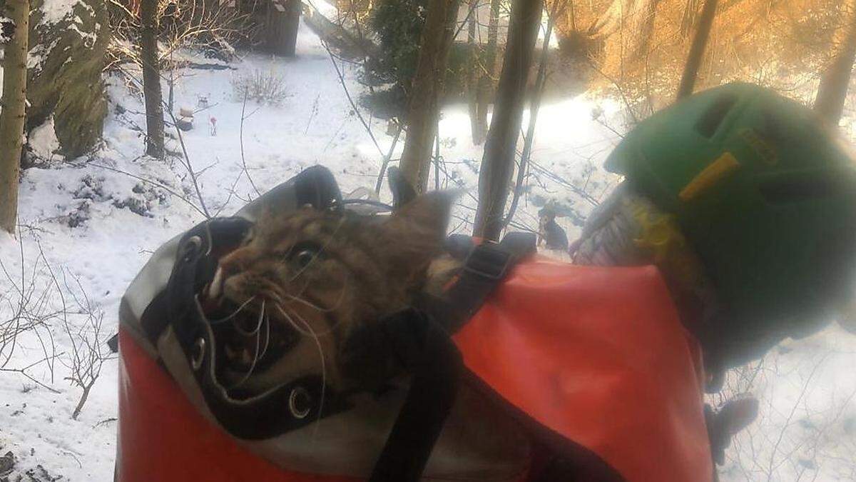 Miau! Nicht ganz erfreut, aber unverletzt gerettet wurde die Katze im Rucksack transportiert