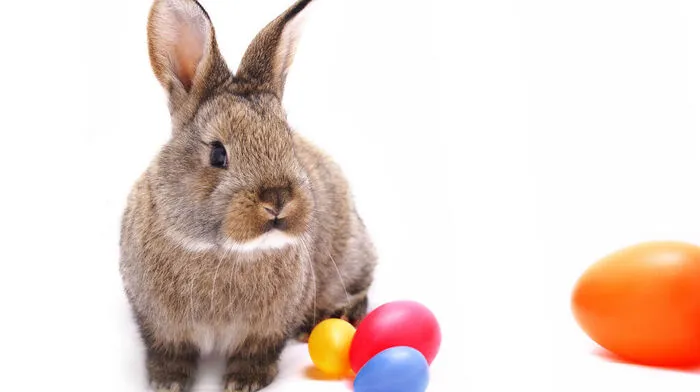 In den nächsten Tagen hat der Osterhase viel zu tun