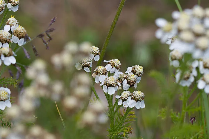 Clusius-Schafgarbe (Achillea clusiana): Diese Schafgarbe ist eine außergewöhnlich stark duftende Besonderheit der nordöstlichen Kalkalpen.