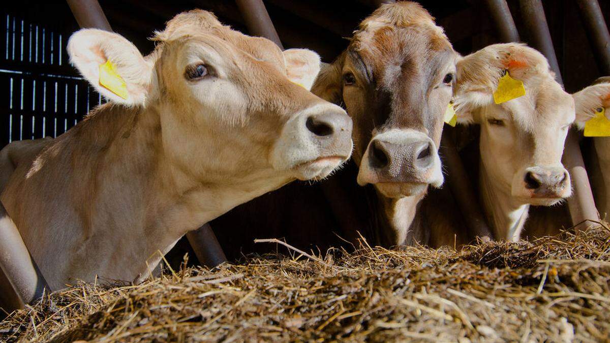 Nicht alle Kühe haben es so gut wie diese drei. Drei vernachlässigte Tiere starben 