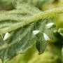 Die Weiße Fliege (Trialeurodes vaporariorum), richtiger auch Mottenschildlaus genannt