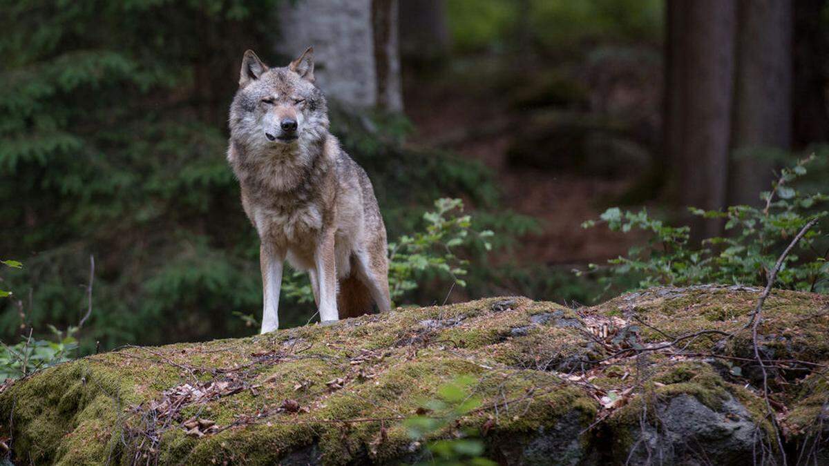 Der Wolf sorgt weiter für Diskussionen