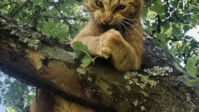 Nemo erklimmt den Baum ohne Höhenangst.