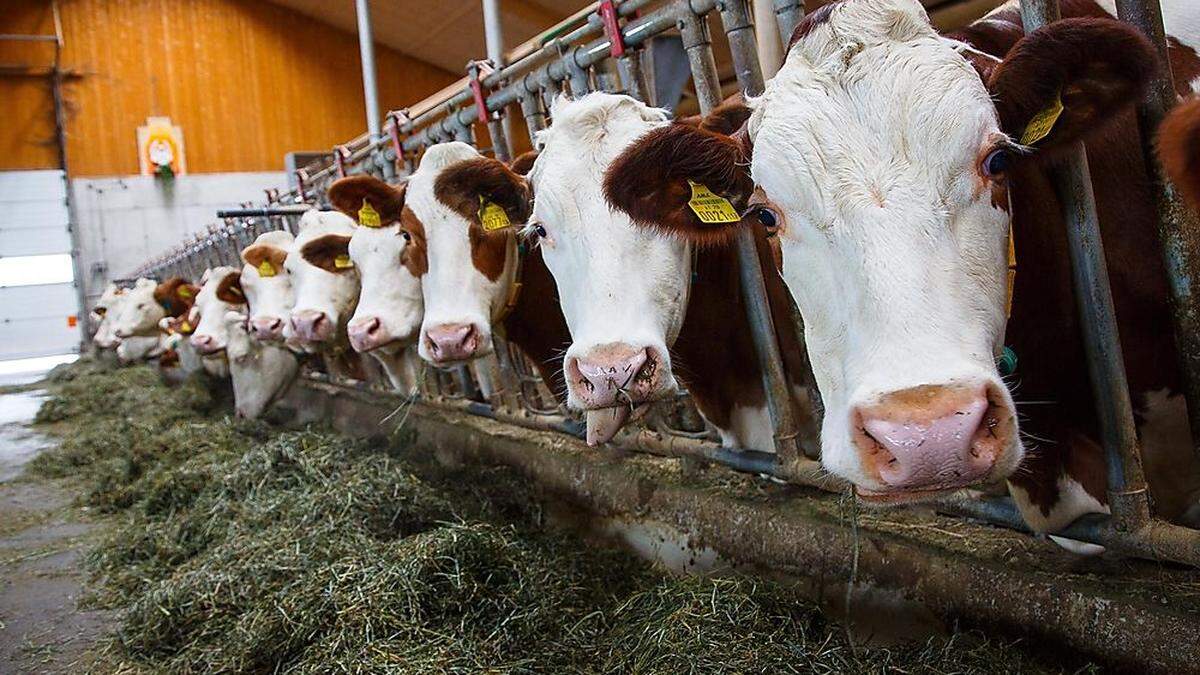 Kühe geben immer mehr Milch