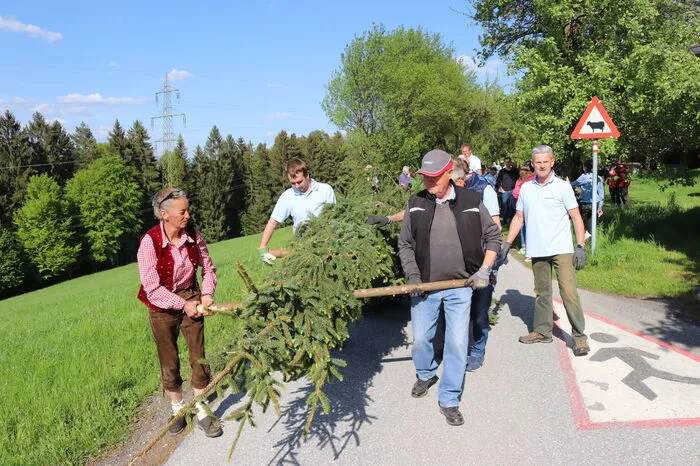 Nach dem umsägen wurde der 28 Meter lange Baum gemeinsam nach einigen Raststationen bei Nachbarn zum Gastahus Preschan transportiert.
